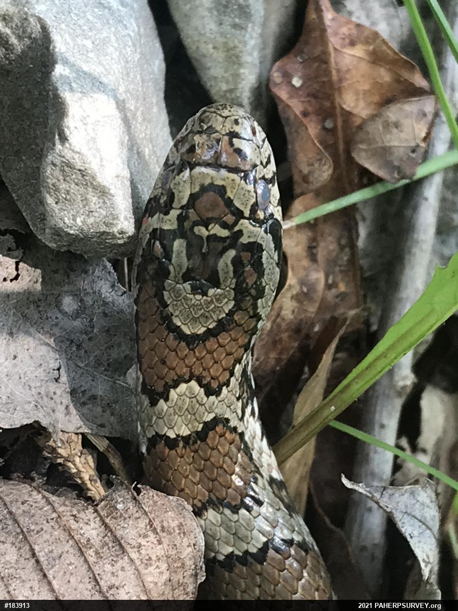 Eastern Milksnake