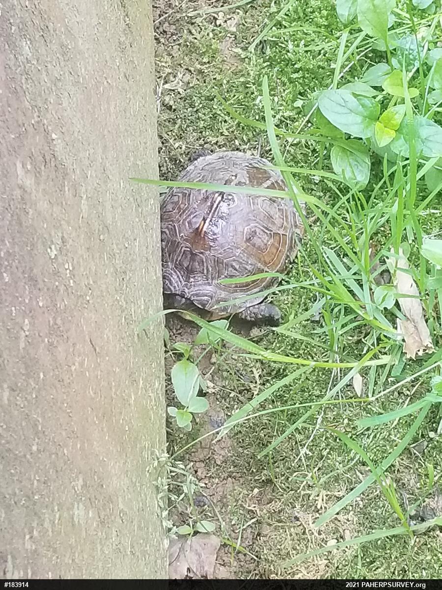 Eastern Box Turtle
