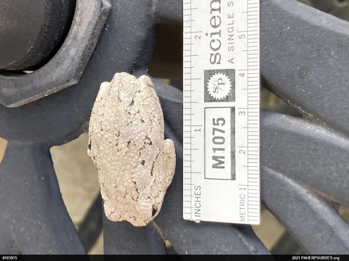 Unknown Gray Treefrog