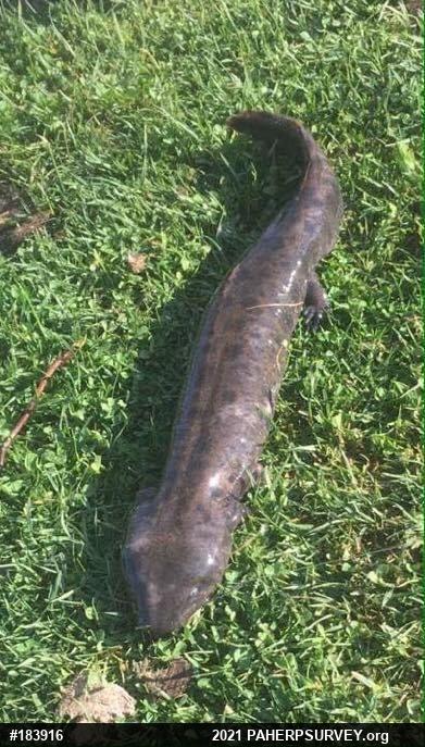 Common Mudpuppy