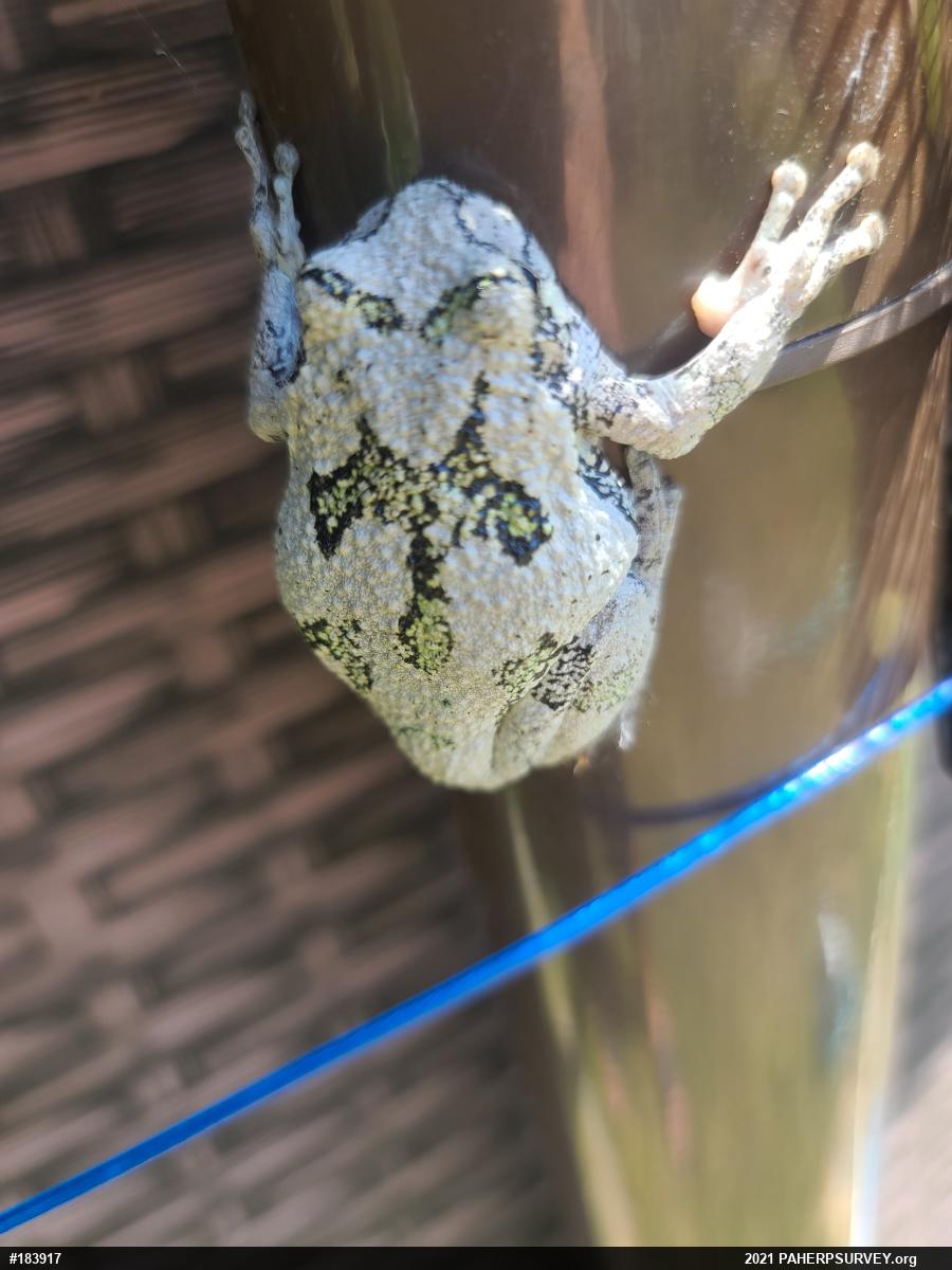 Unknown Gray Treefrog