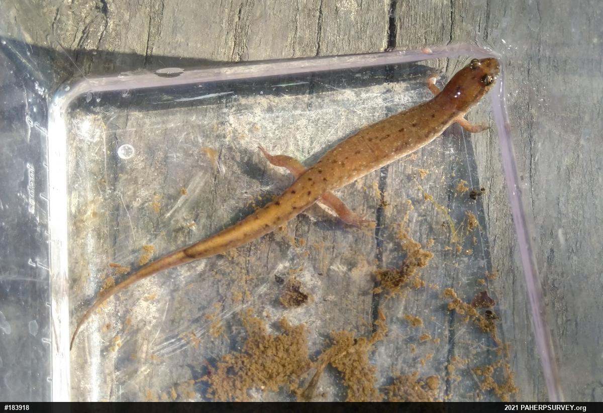 Northern Dusky Salamander