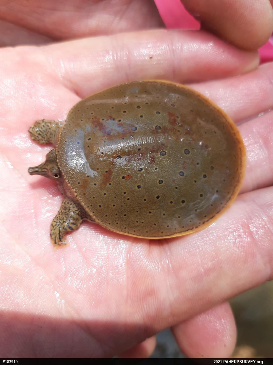 Eastern Spiny Softshell
