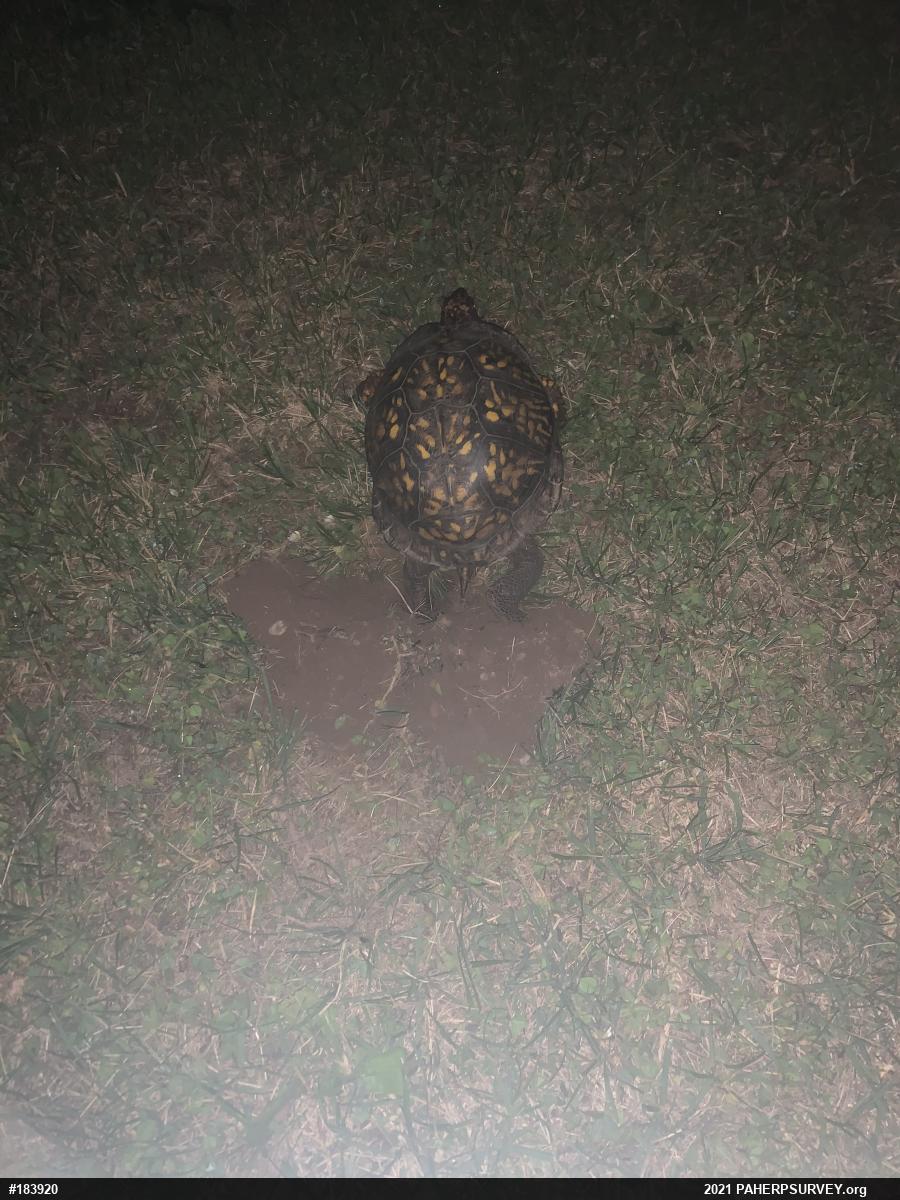 Eastern Box Turtle
