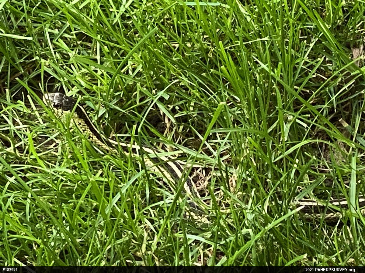 Eastern Gartersnake