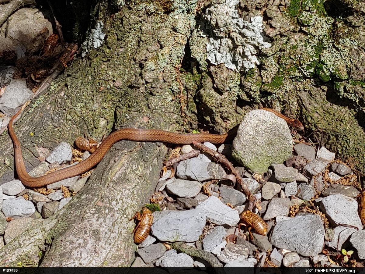 Red-bellied Snake