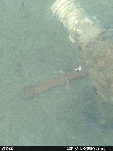 Northern Spring Salamander