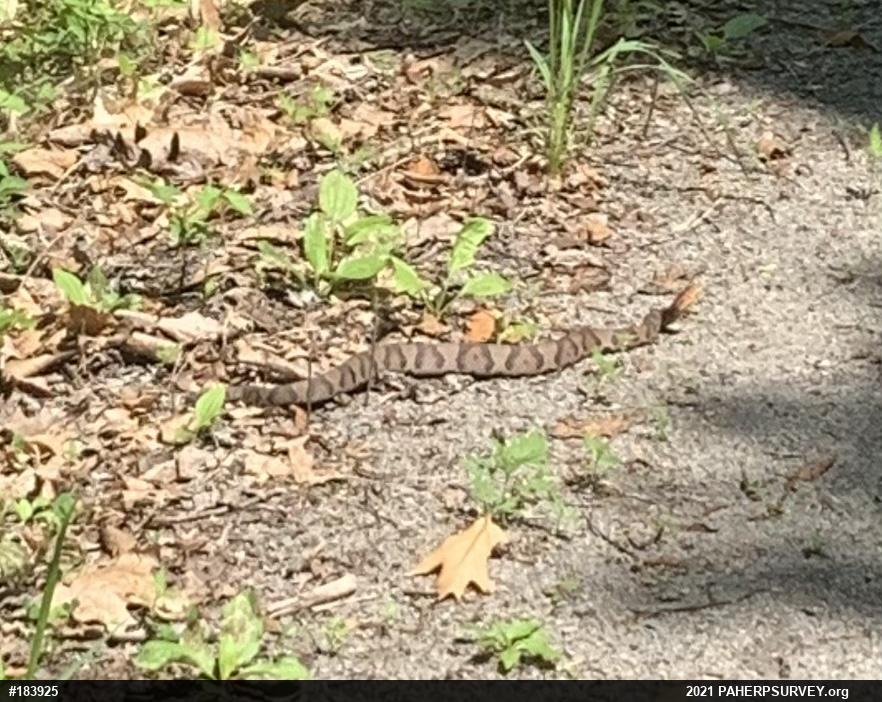 Northern Copperhead