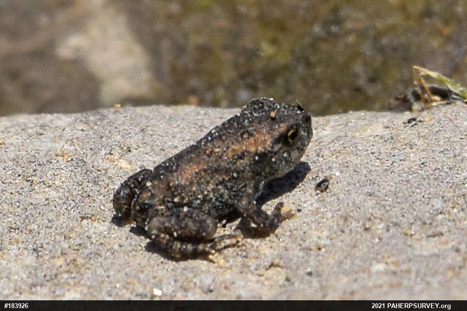 Eastern American Toad