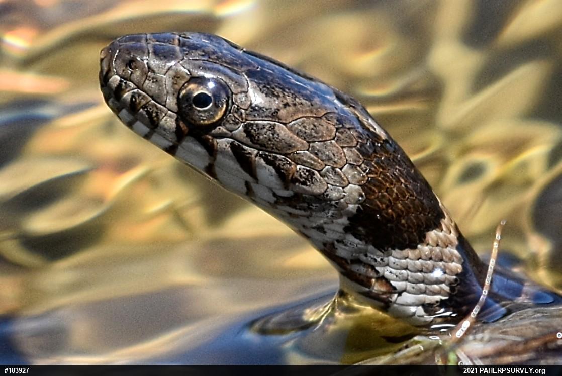 Northern Watersnake