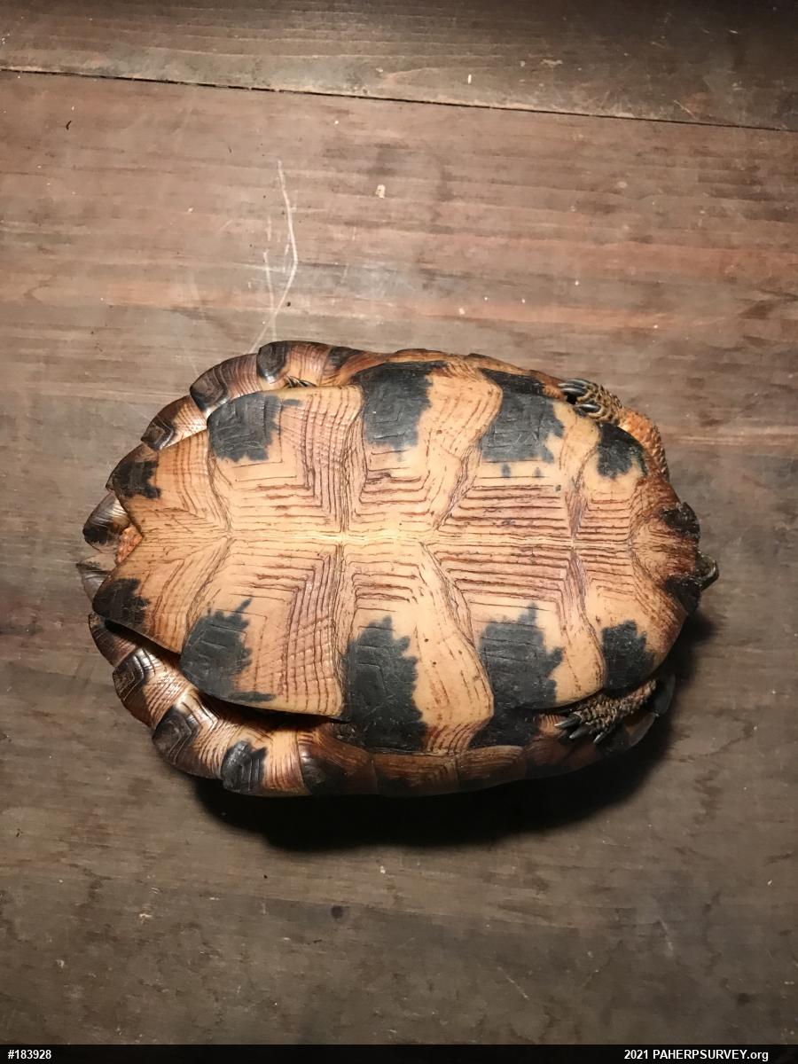 Wood Turtle