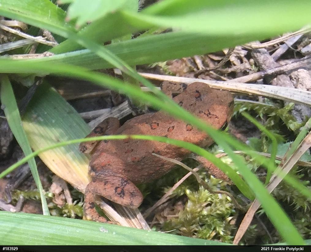 Eastern American Toad