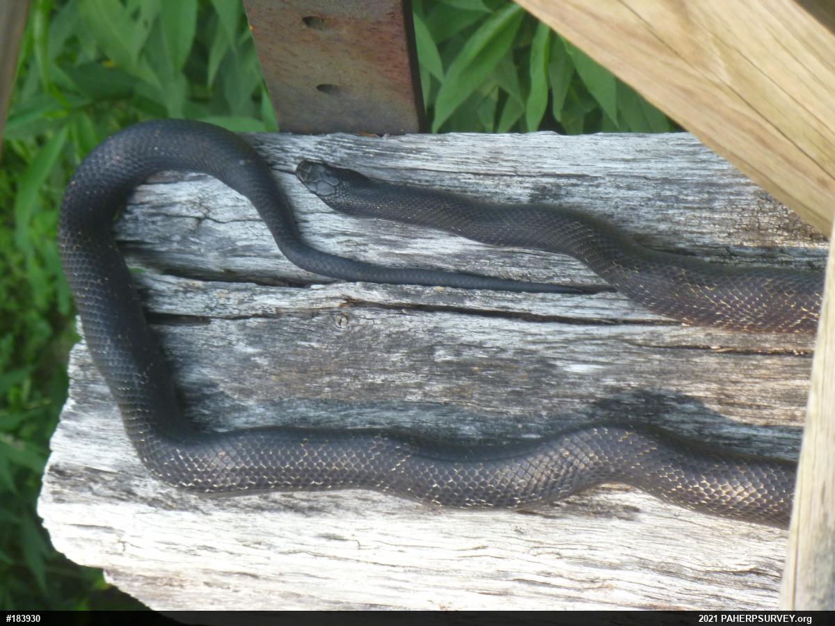 Eastern Ratsnake