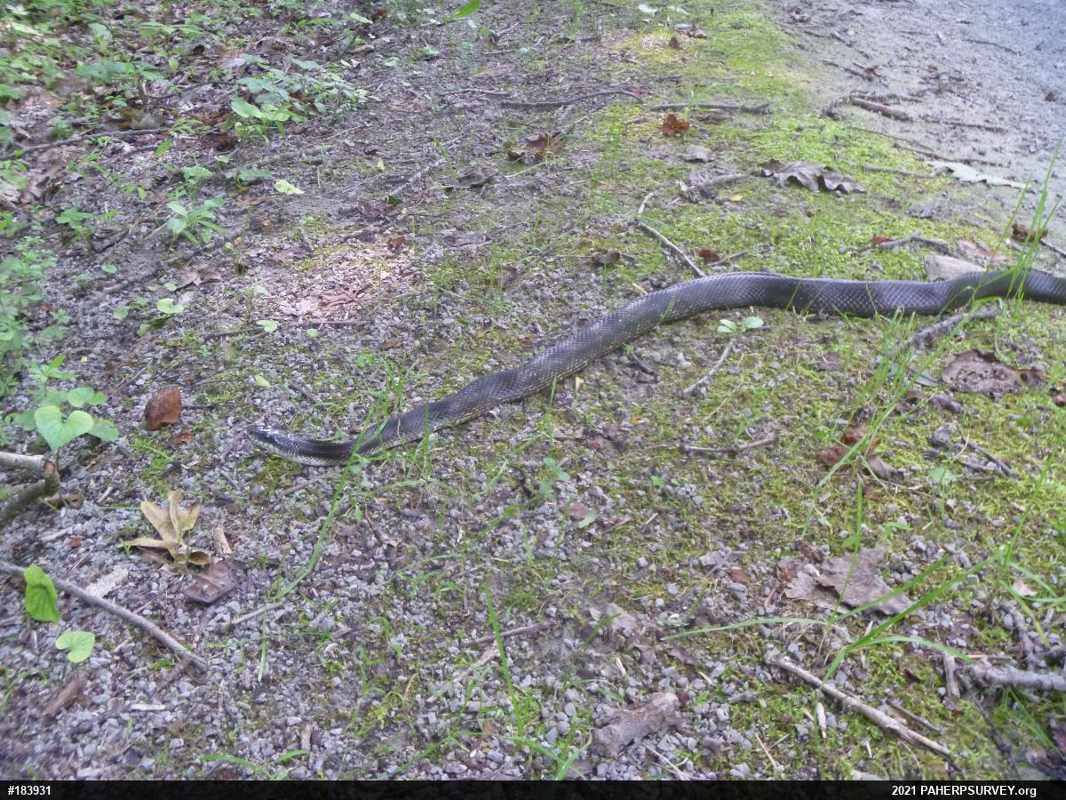 Eastern Ratsnake