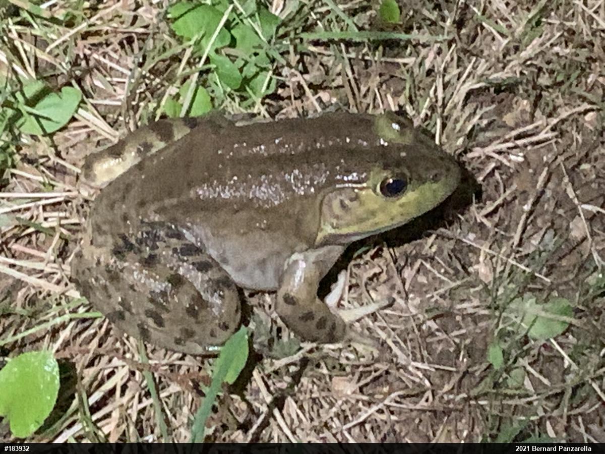 American Bullfrog