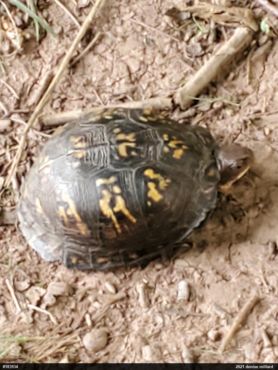Eastern Box Turtle