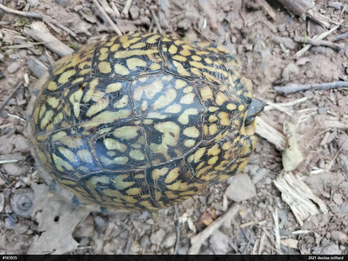 Eastern Box Turtle
