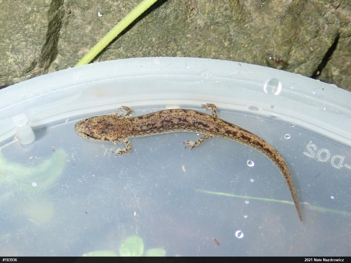 Northern Two-lined Salamander