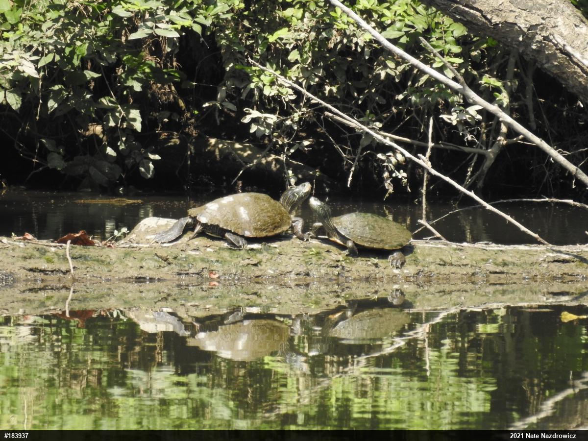Northern Map Turtle