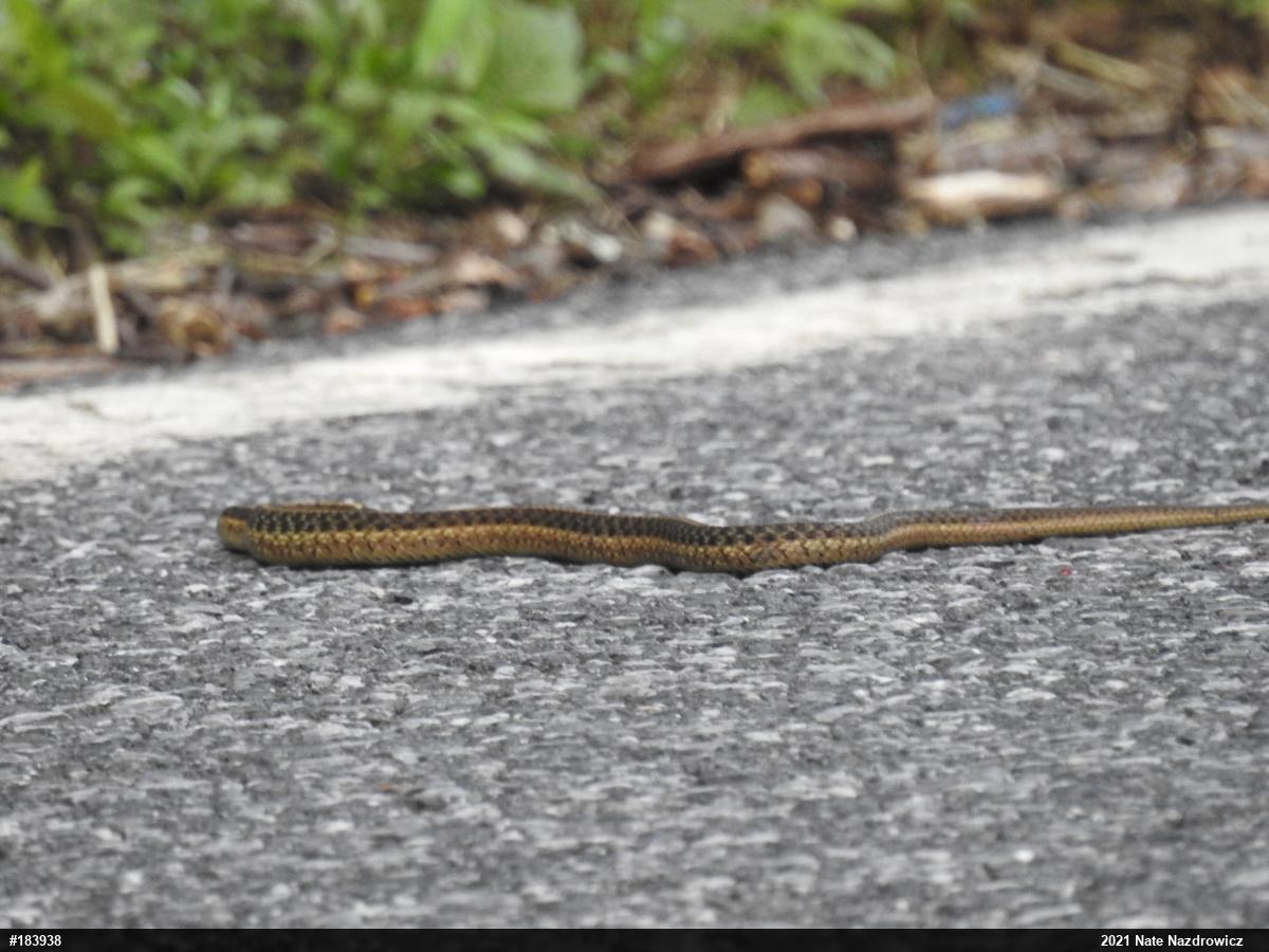 Eastern Gartersnake
