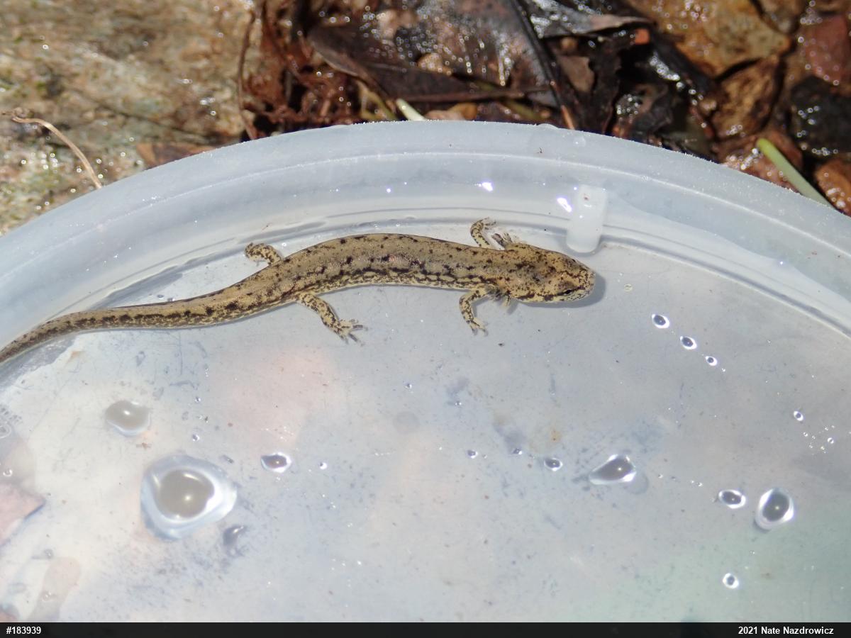 Northern Two-lined Salamander