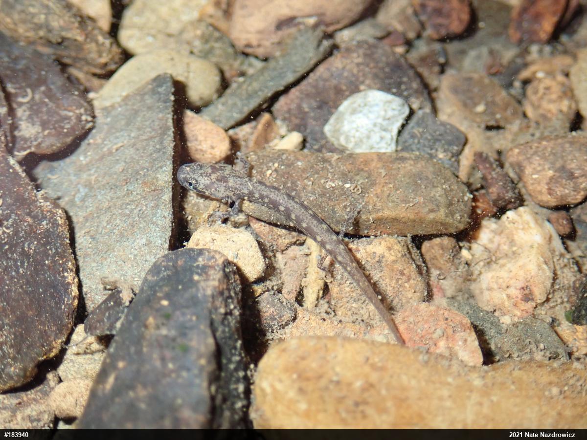Northern Two-lined Salamander
