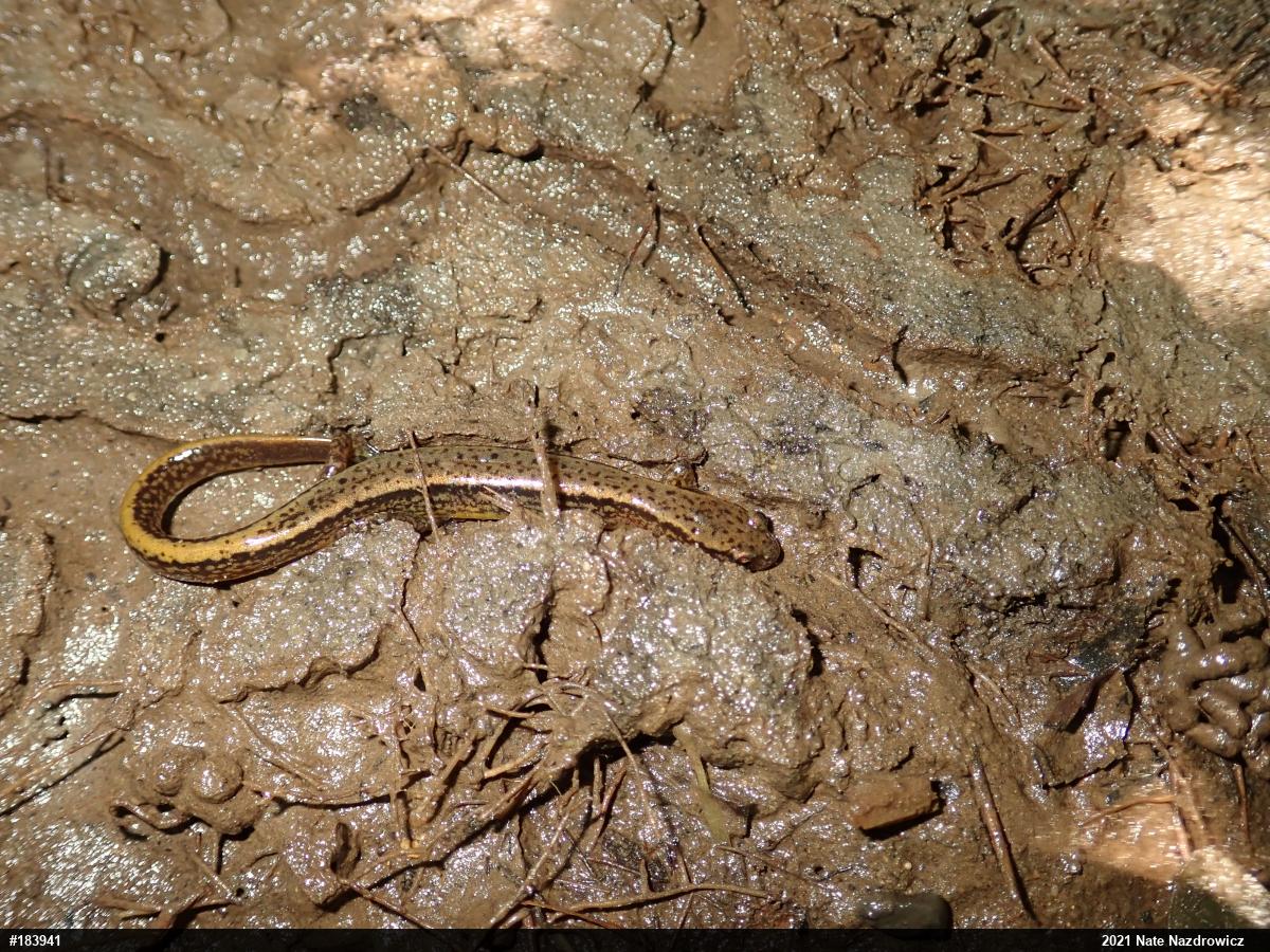 Northern Two-lined Salamander