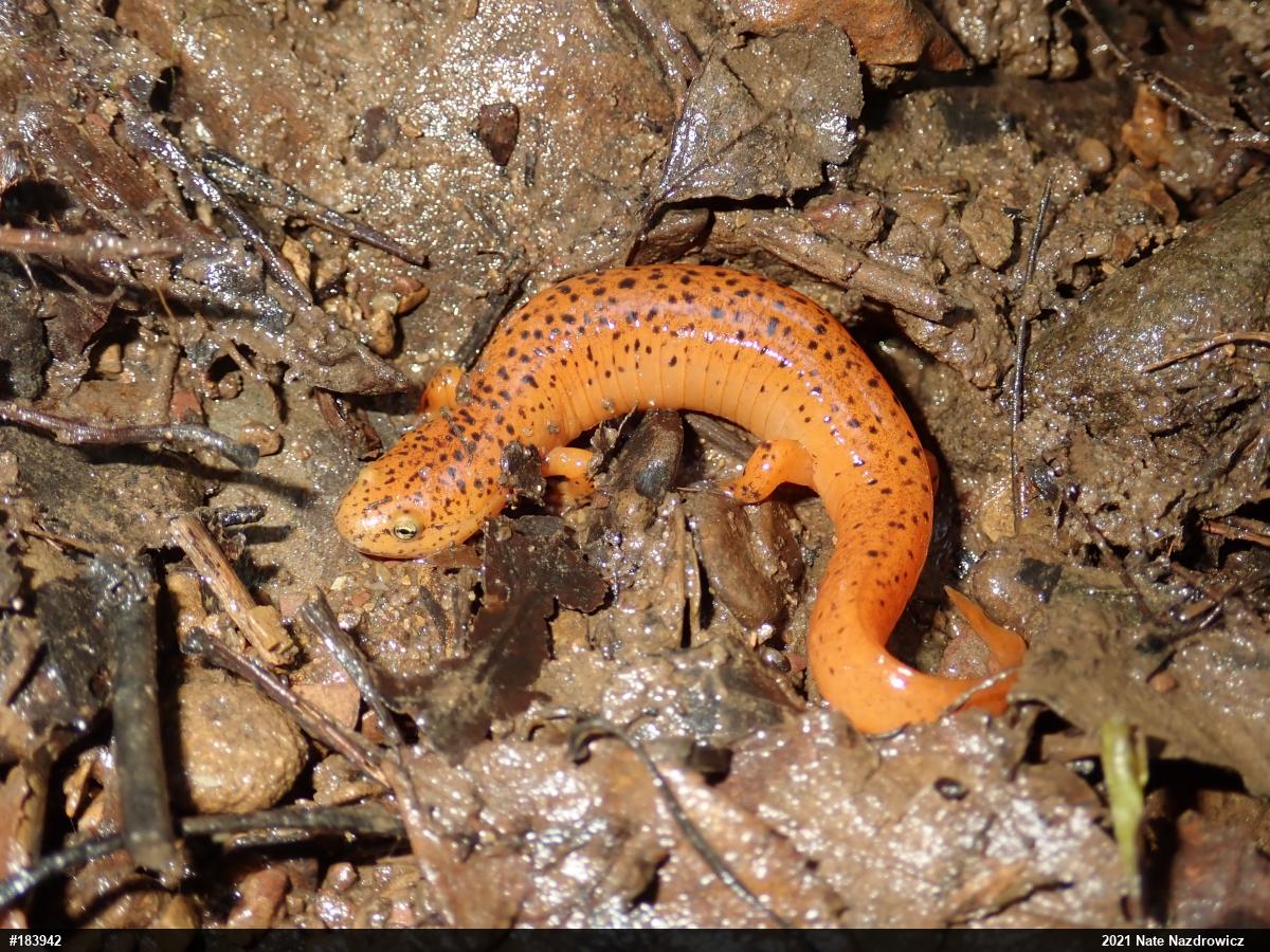Northern Red Salamander