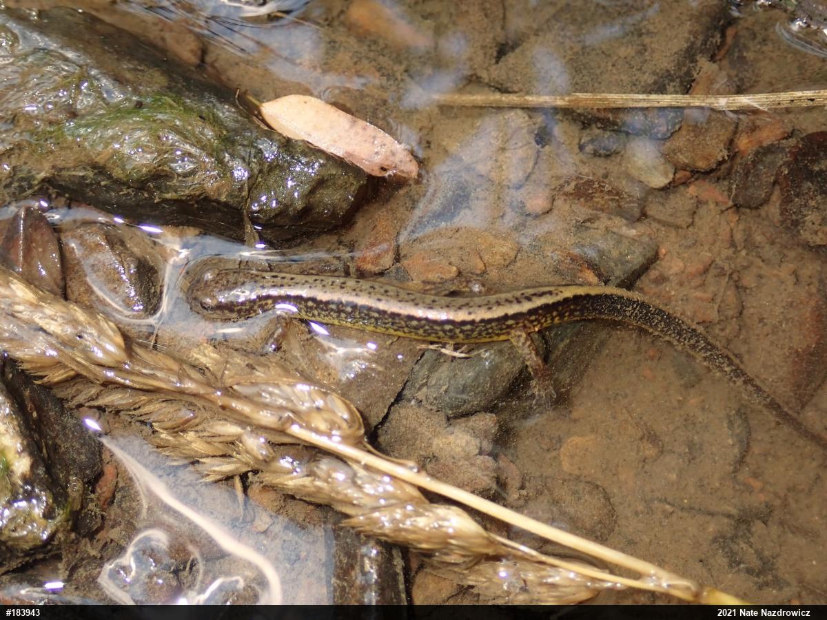 Northern Two-lined Salamander