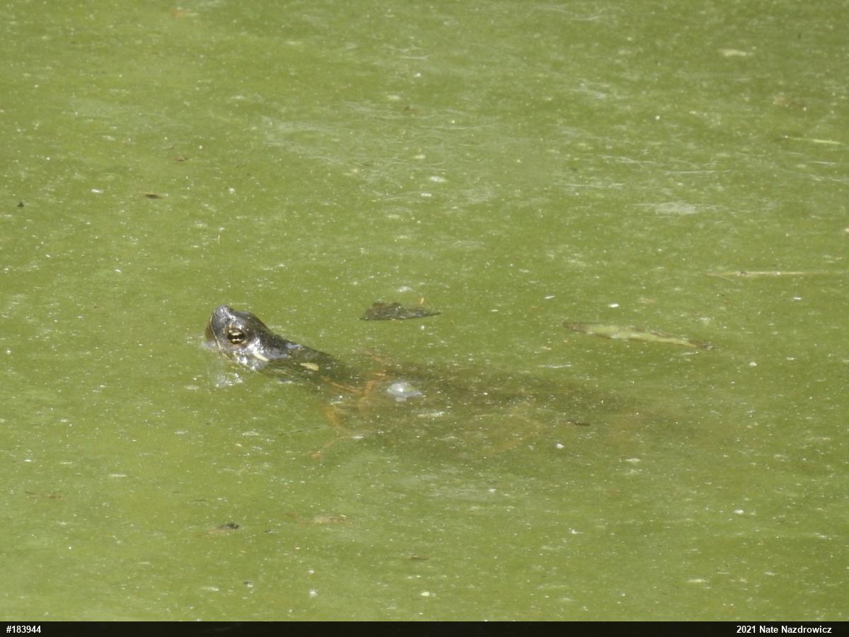 Painted Turtle