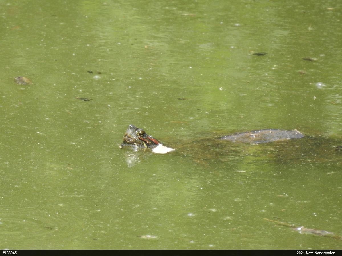 Red-eared Slider