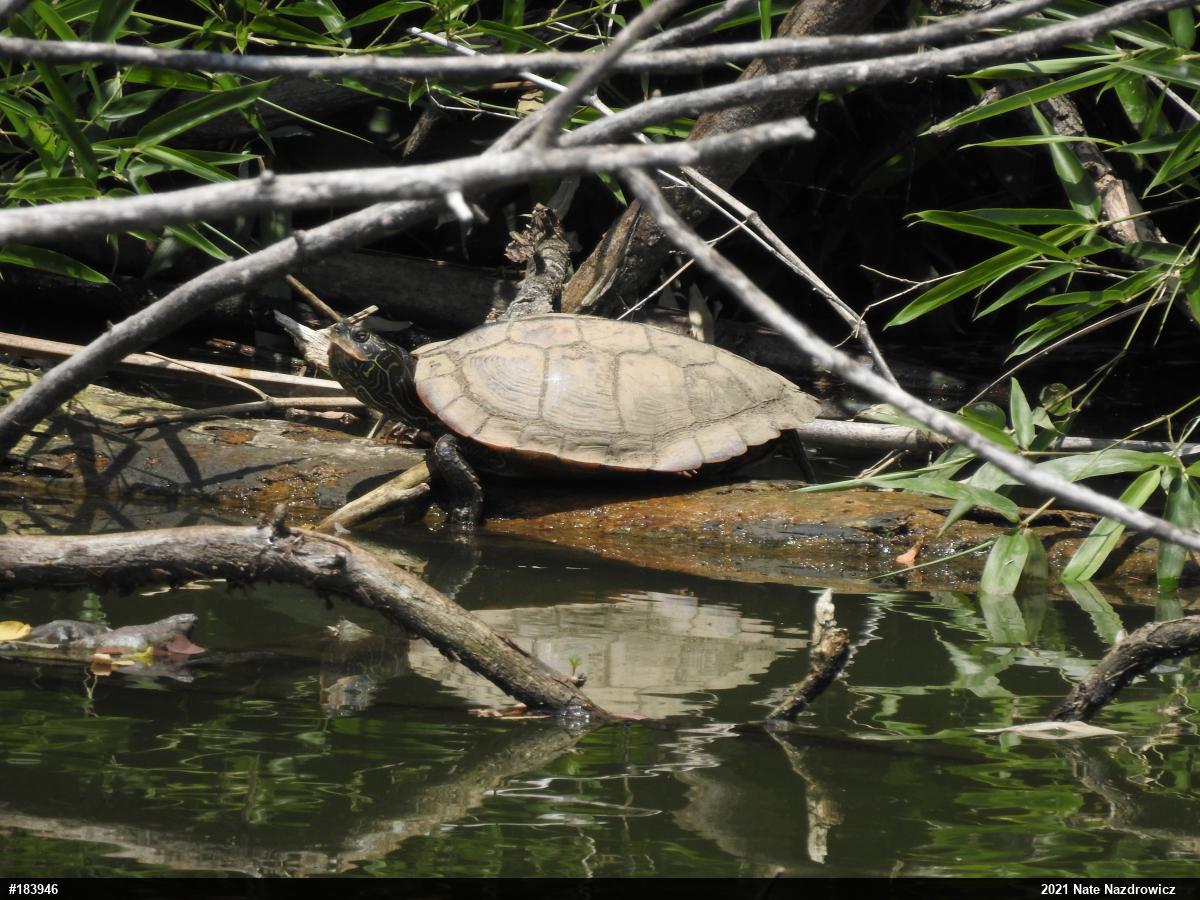 Northern Map Turtle