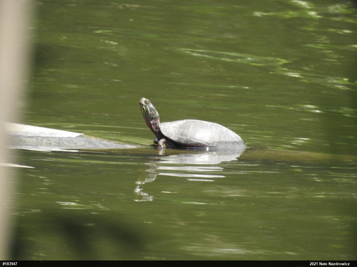 Painted Turtle