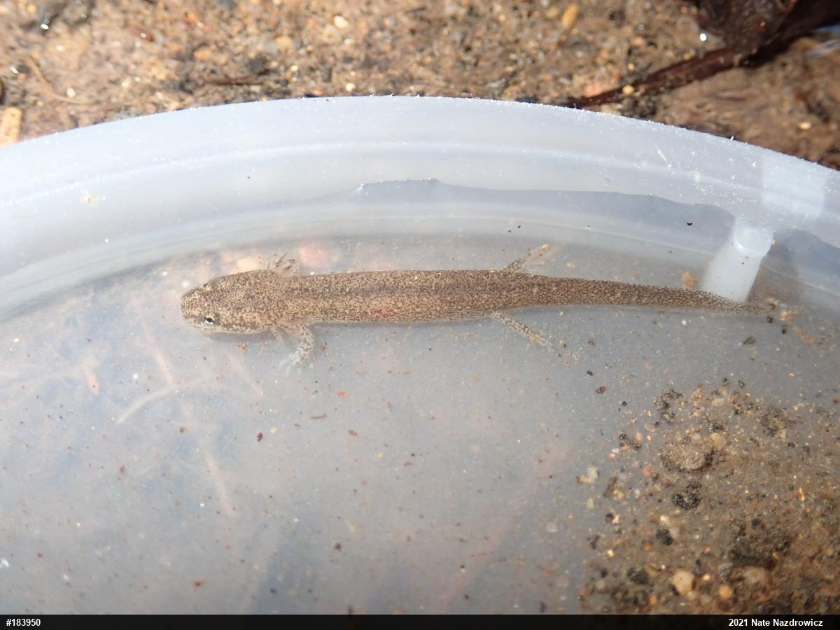 Northern Red Salamander