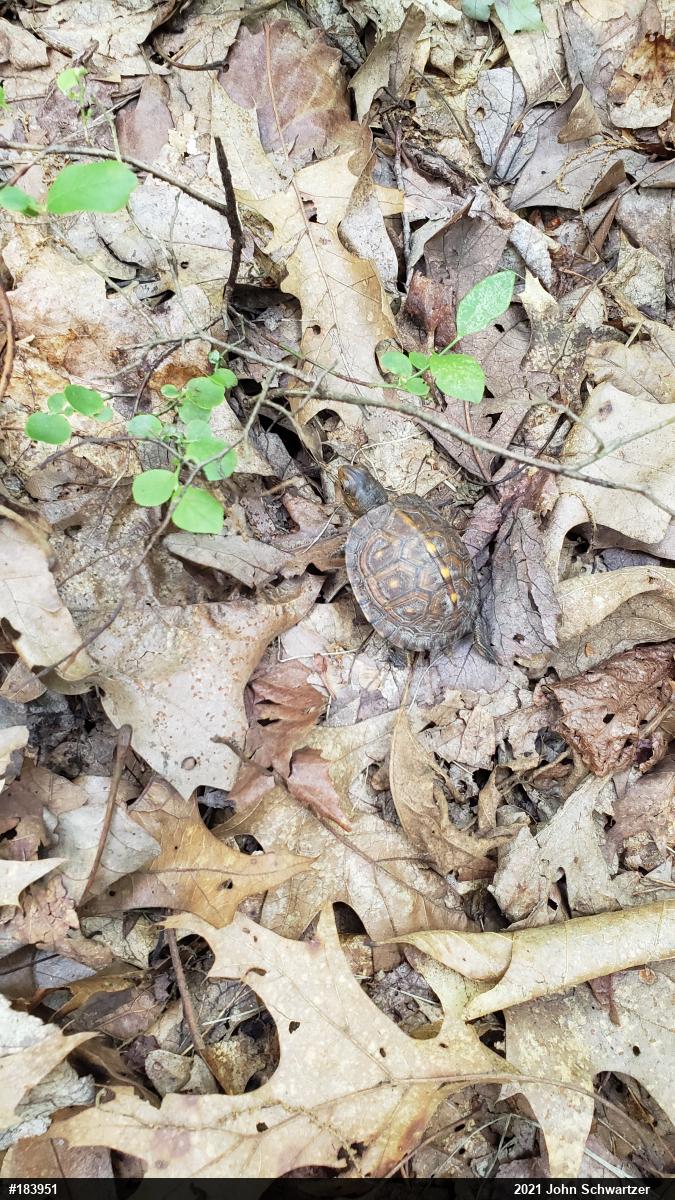 Eastern Box Turtle