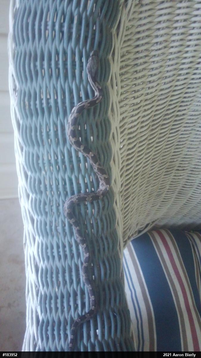 Eastern Ratsnake