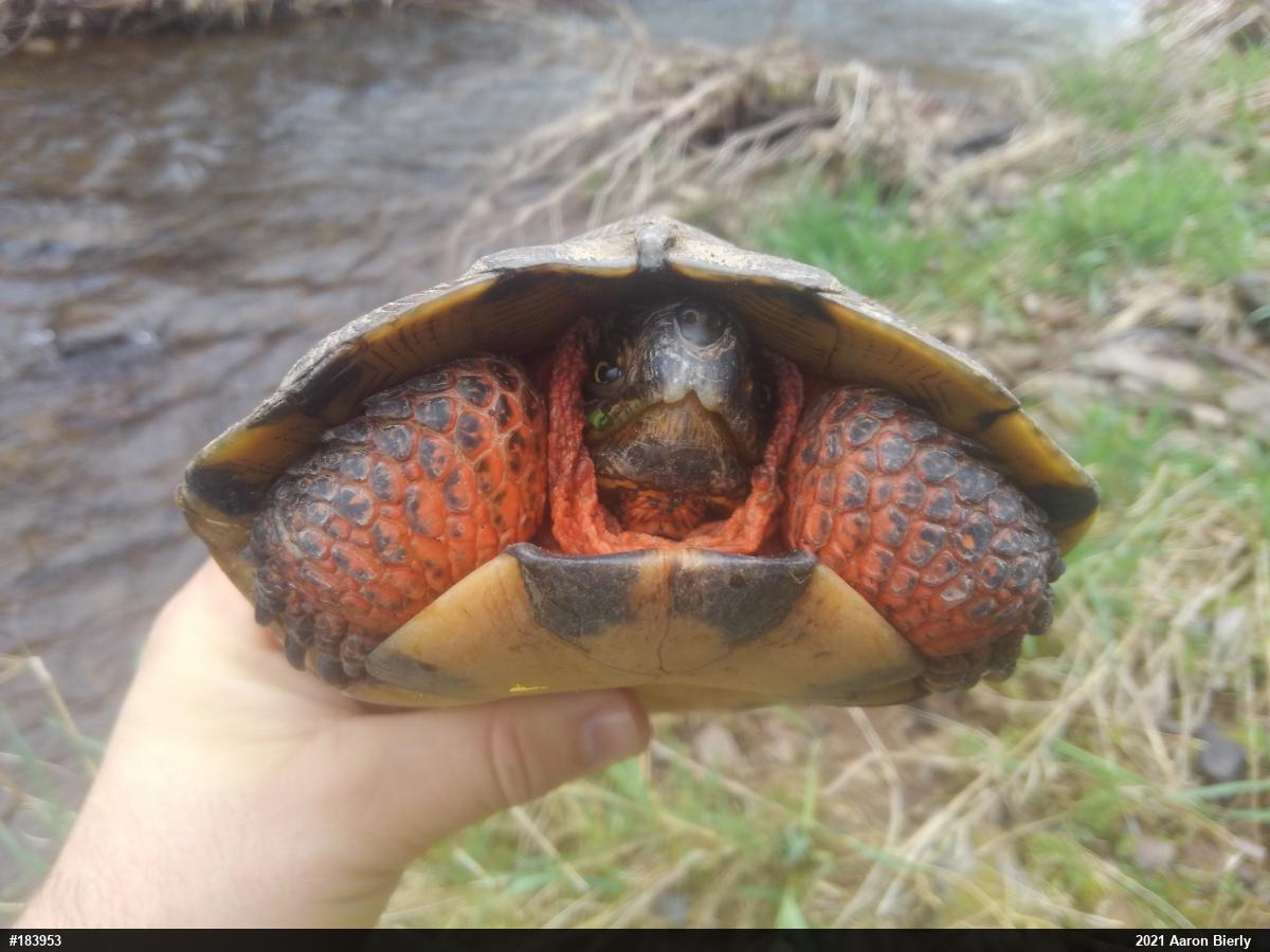Wood Turtle