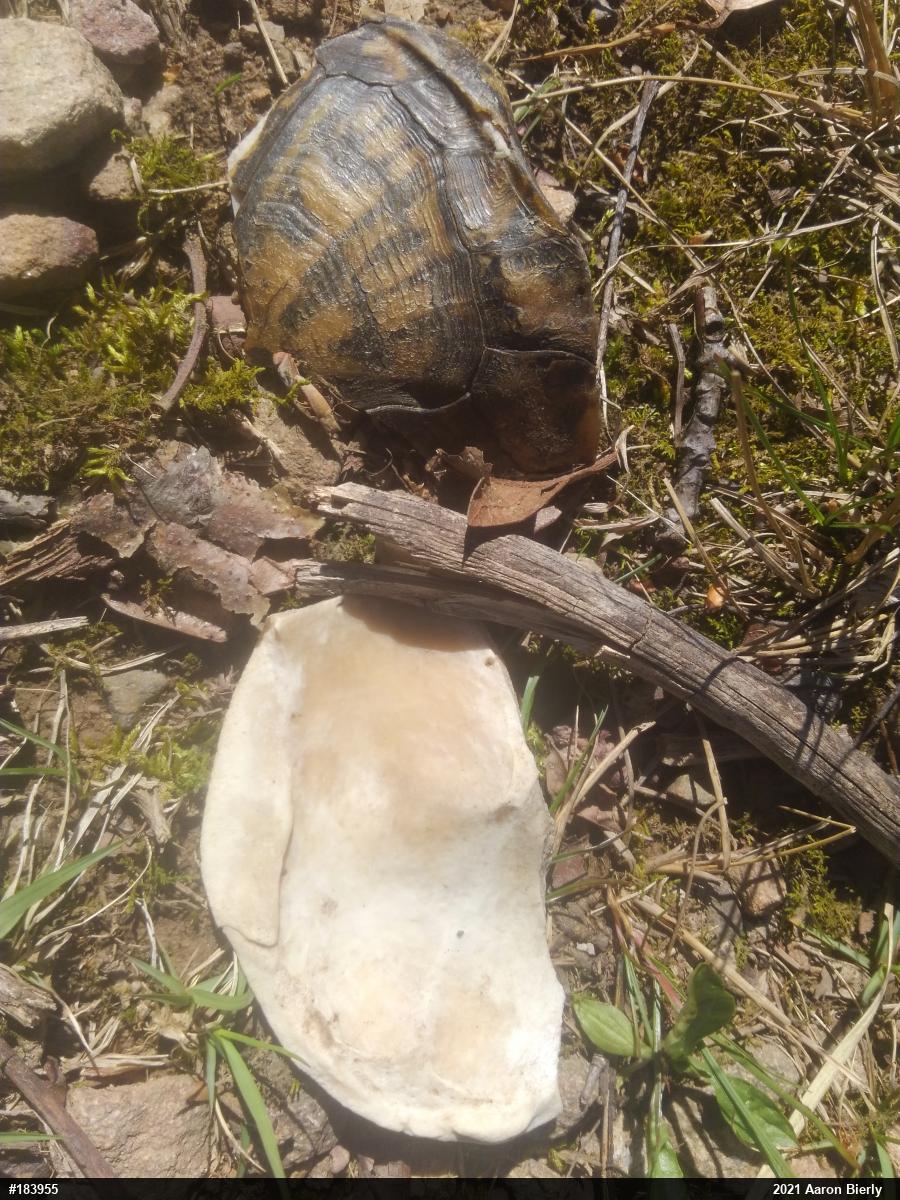 Eastern Box Turtle
