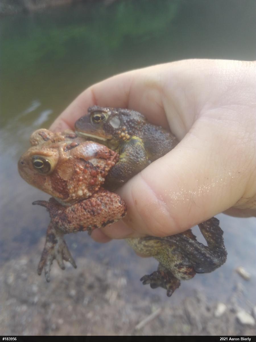 Eastern American Toad