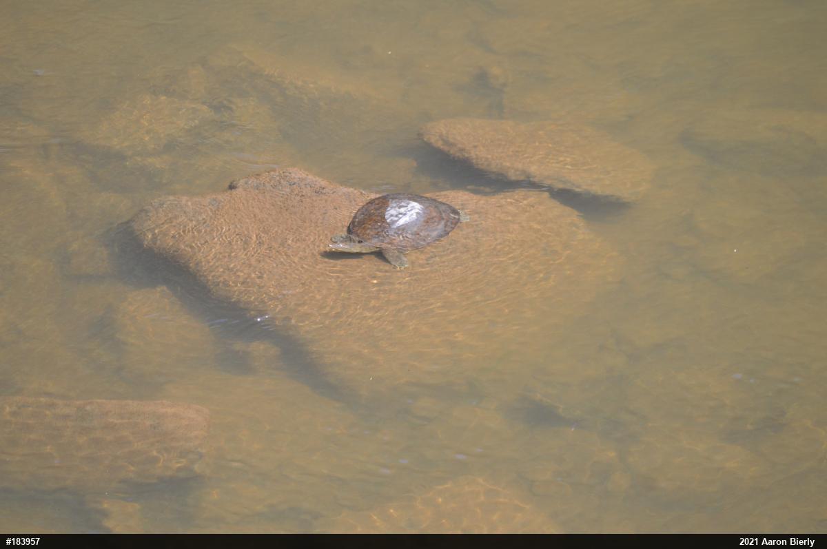 Eastern Spiny Softshell