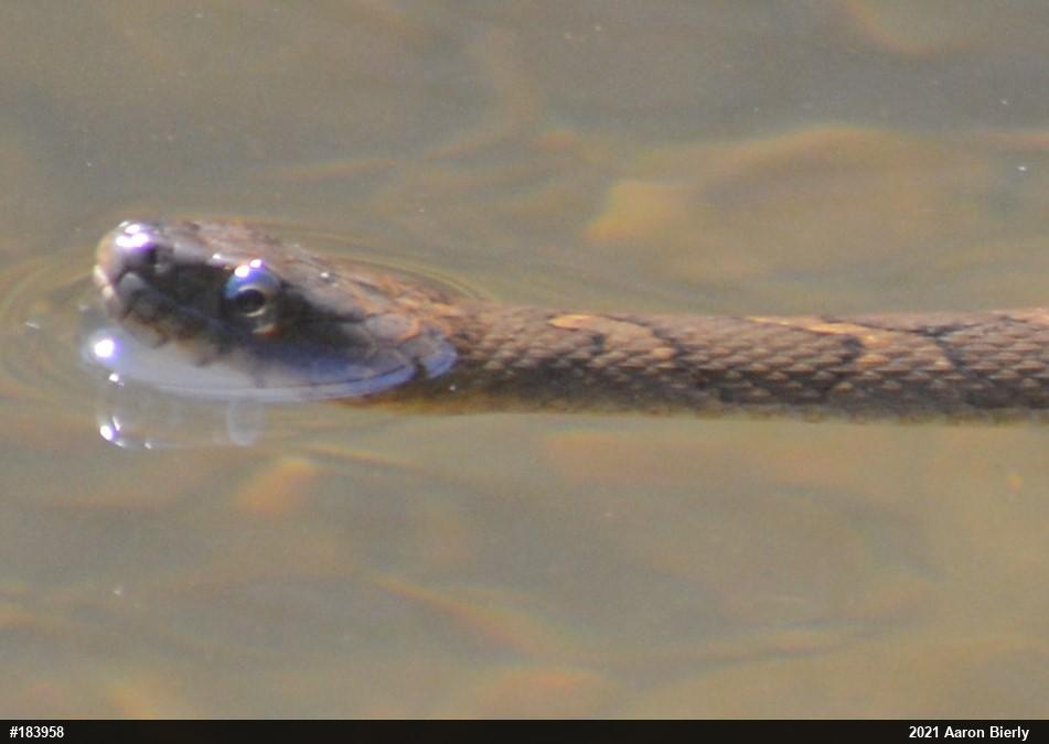 Northern Watersnake