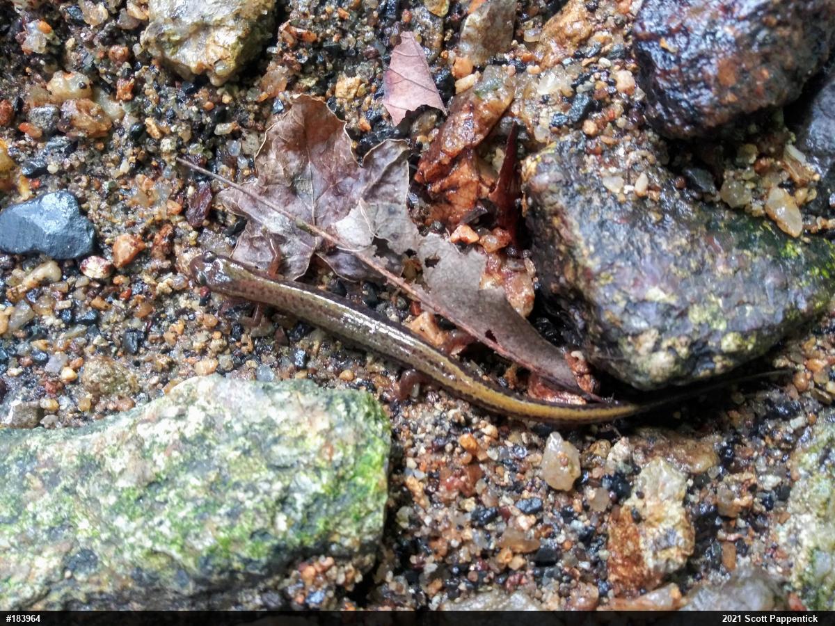 Northern Two-lined Salamander