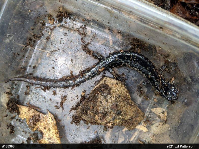 Northern Slimy Salamander