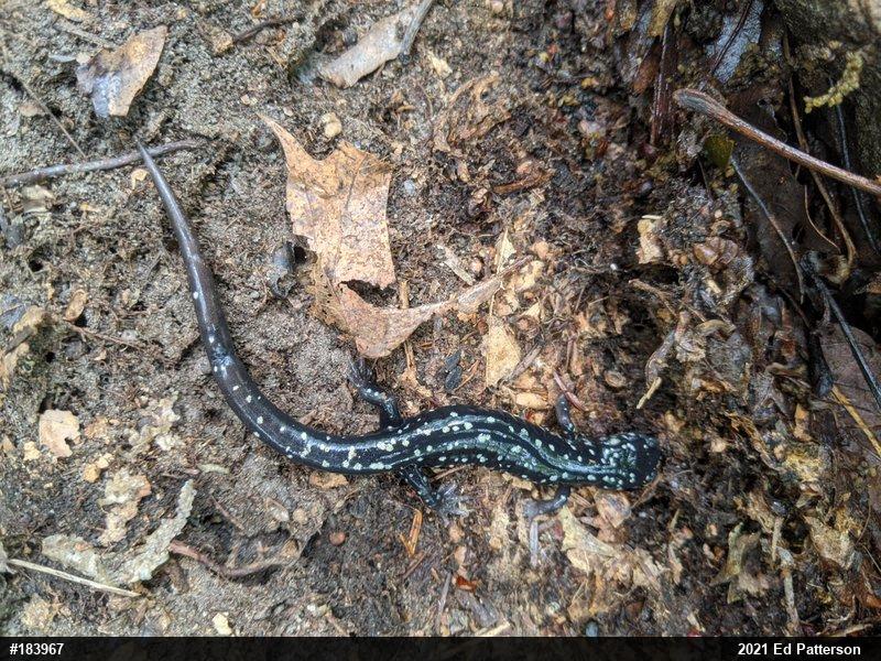 Northern Slimy Salamander