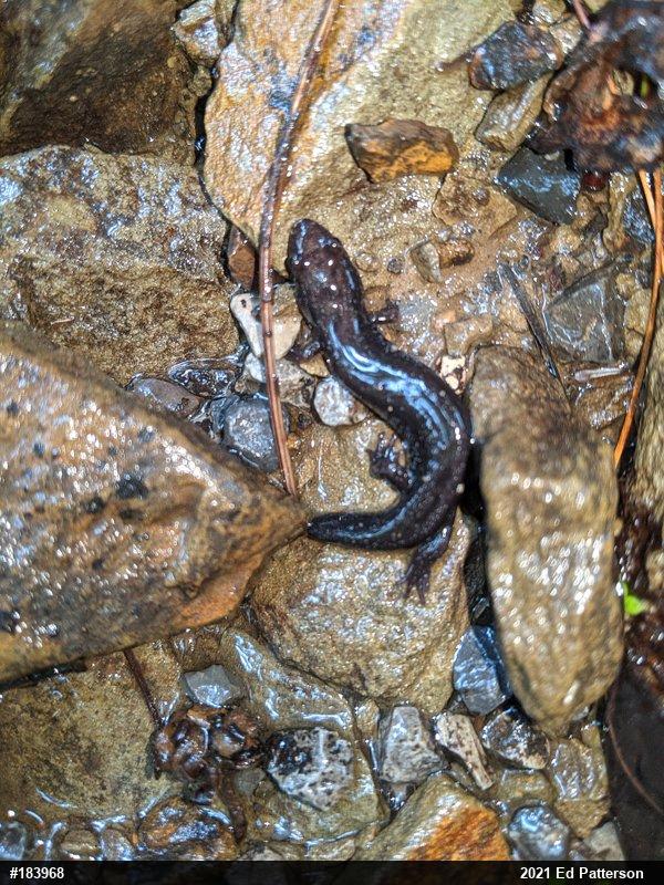 Allegheny Mountain Dusky Salamander