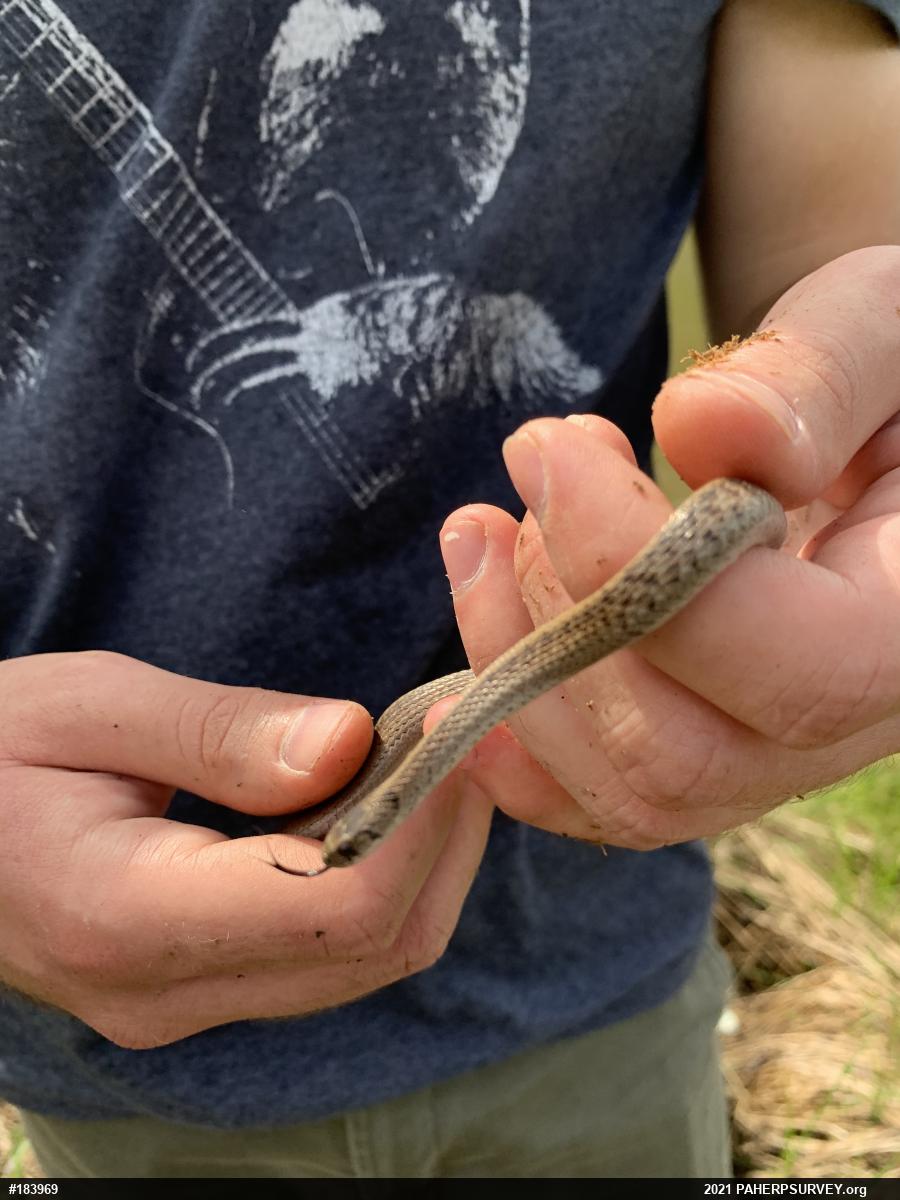 Dekay's Brownsnake