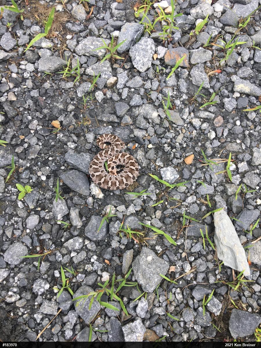 Eastern Hog-nosed Snake