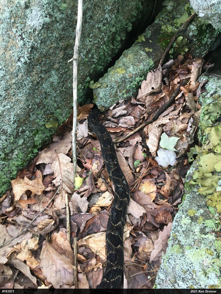 Timber Rattlesnake