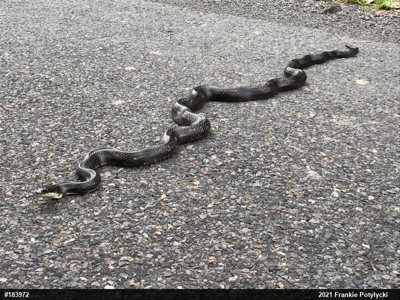 Eastern Ratsnake
