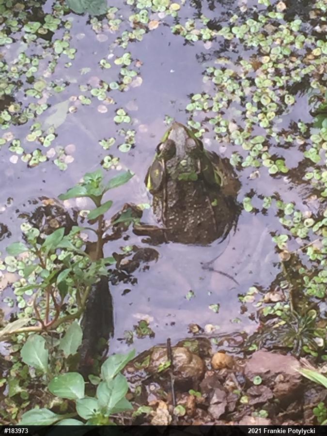 Green Frog